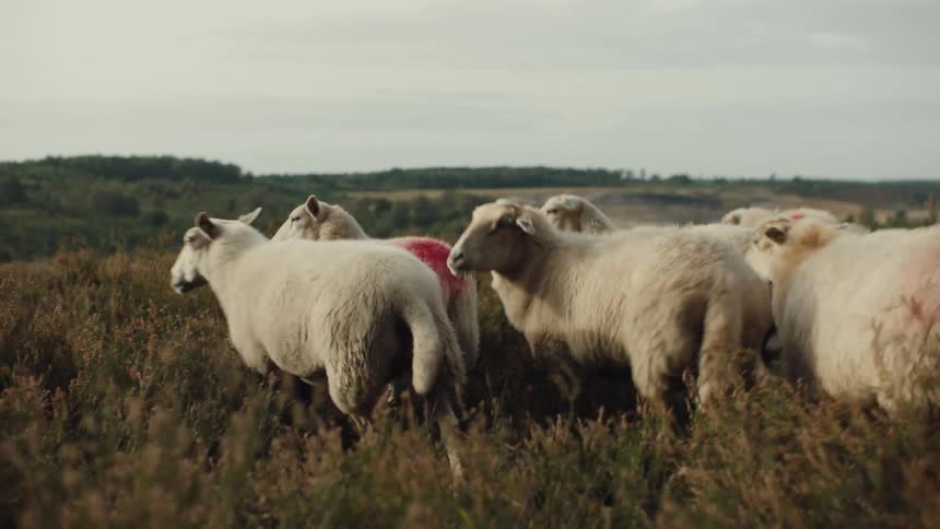 A herd of sheep some of them with red or blue paint on their fur walk around a grass field