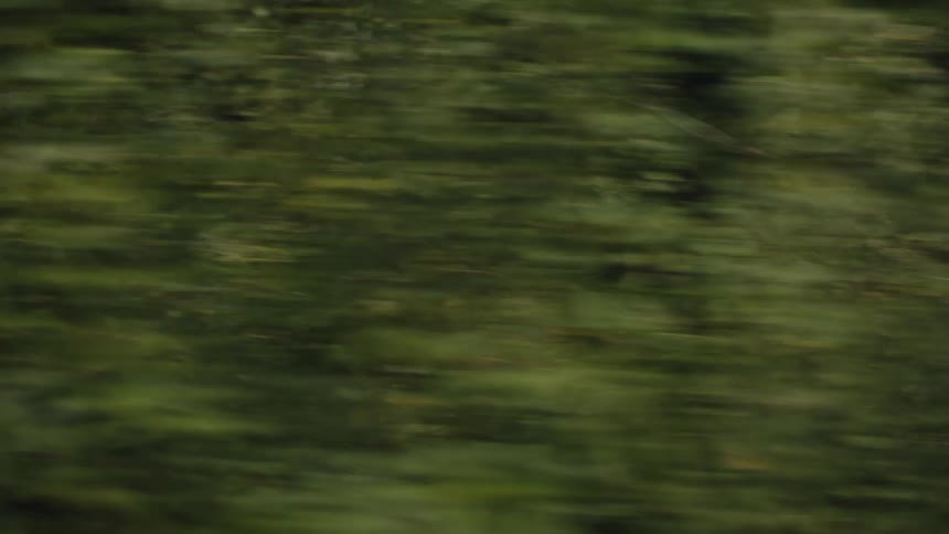 Green trees seen in movement