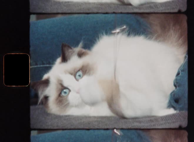 Small kitten or kitty with beige fur sitting or laying between the legs of the pet owner or an unrecognizable person wearing a blue jeans while playing with a toy with his or her beloved pet on the sofa or couch on retro Super 8 film footage