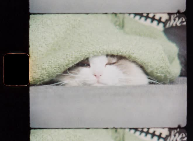 A toy on a string or rope is swinging in front of a cute cat hiding under the green blanket following the mouse with her blue eyes and full attention focusing on her pray with joy concentration and excitement creating tension and suspense