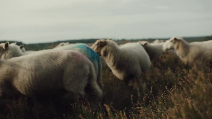 A flock of white sheep with some of them with red and blue colors on the back of it