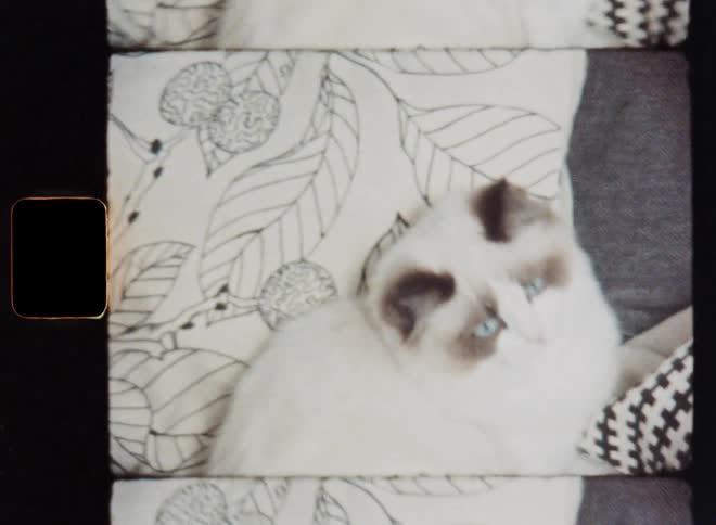 A small fat cat sitting on a gray sofa among retro pillows watches a toy moving about while turning her head following it with her blue eyes but it is too lazy or bored to move and play with the toy