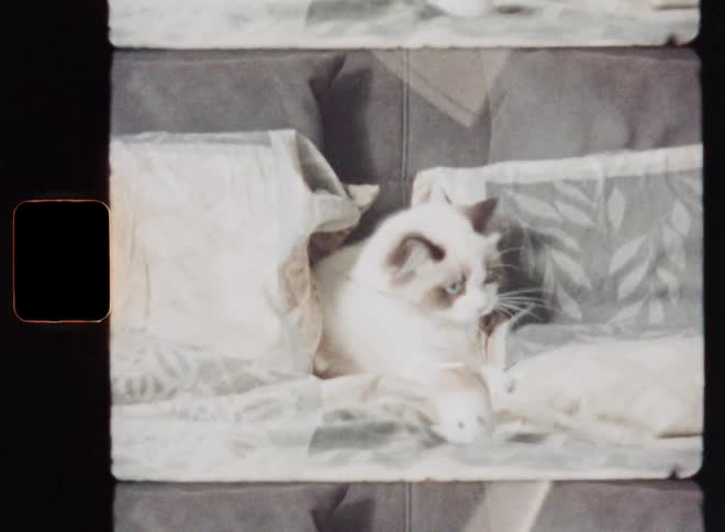 Vivid or lively kitten or small cat chases a fuzzy toy on a cord through the pillows on a bed as she hides or takes cover while lurking after she attacked the fake mouse with excitement and lots of energy