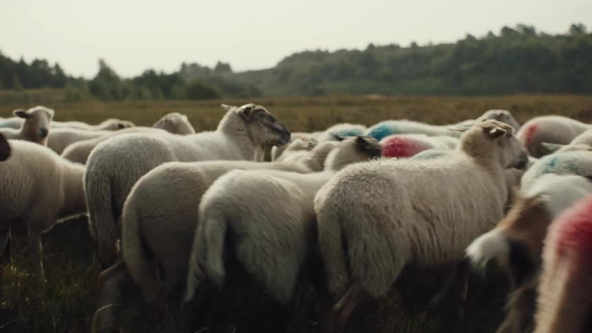 Group of sheep walking and running on a grassland
