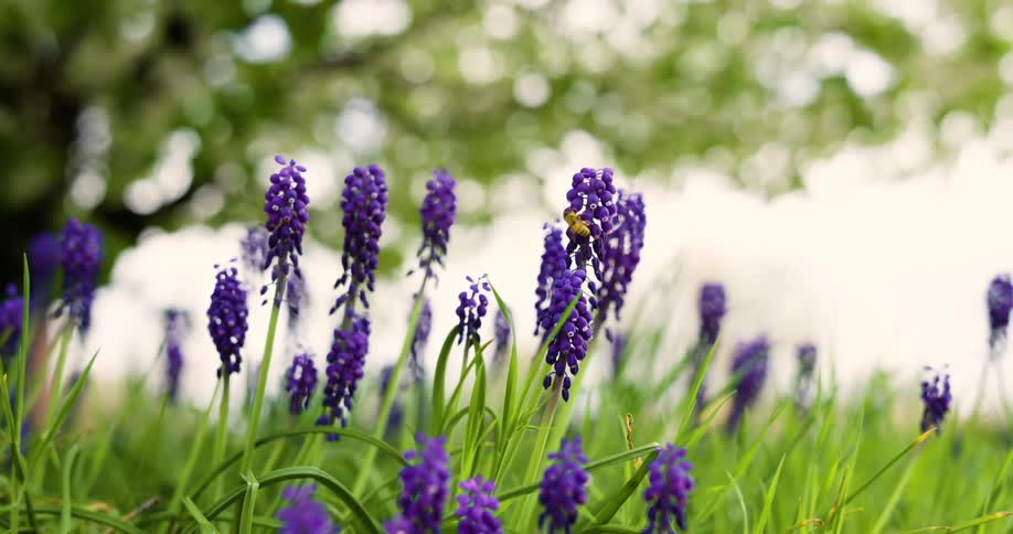 A bee pollinating purple flowers on a breezy day