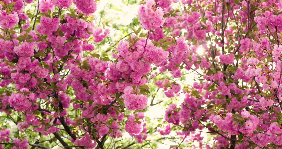 Cherry trees blossom in the sunlight