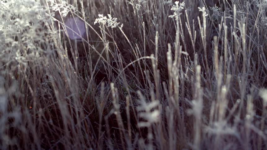 Reflection of sunlight on a closeup of dry grass