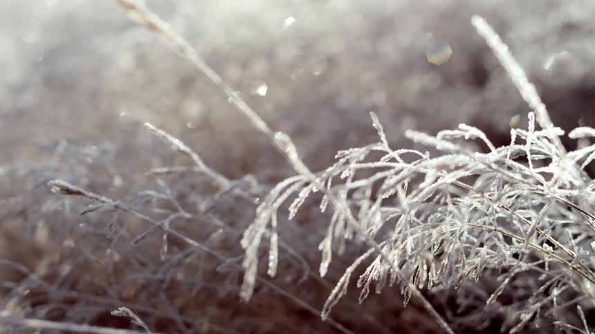 Dry grass frozen with water droplets