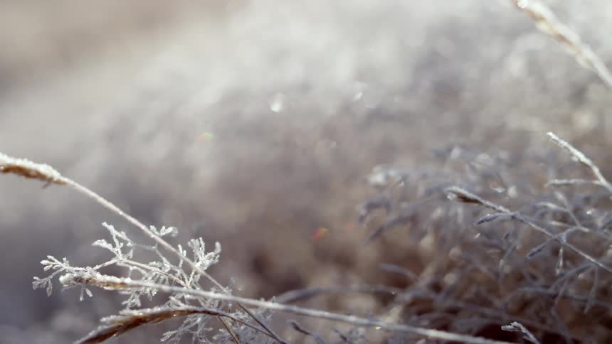 Close up of freeze dried plants