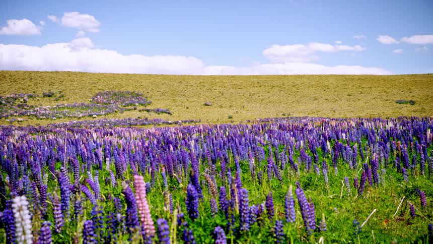 Field with purple flowers against a blue sky with clouds
