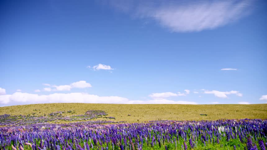 Green field with purple flowers and native grasses