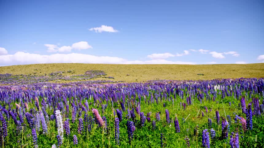 A field of purple flowers that are moving with the wind