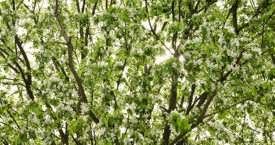 Tree filled with cherry blossoms move in the breeze as the sun shines through the branches