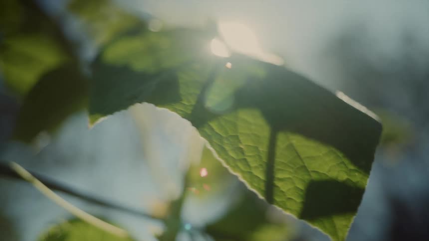 Green leaves sway in the breeze on a sunny day