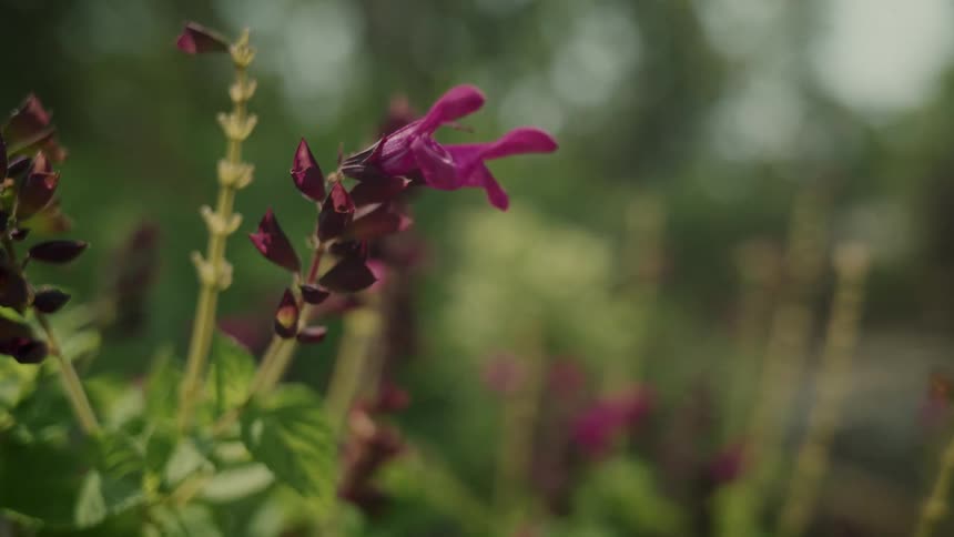 A bee pollinates a flower