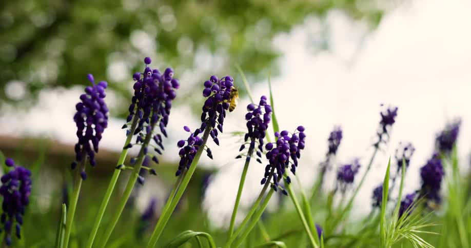 A bee collecting pollen from some purple flowers with green stems