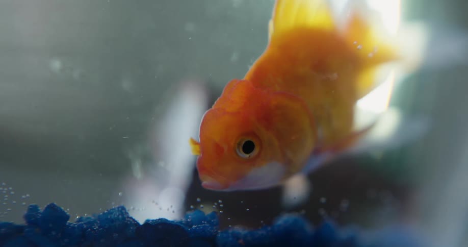 A goldfish is swimming in a fishbowl