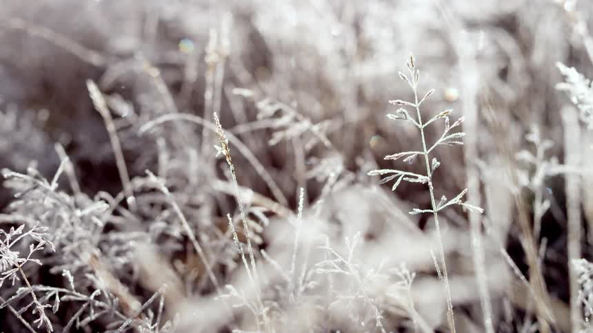 Closeup of frosty plants sparkling in the cold morning light
