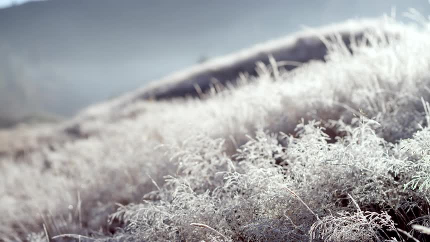 Frost encrusts vegetation on slope during a winter day