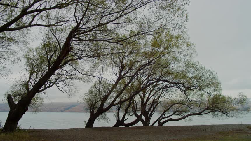 Trees grow by a large lake
