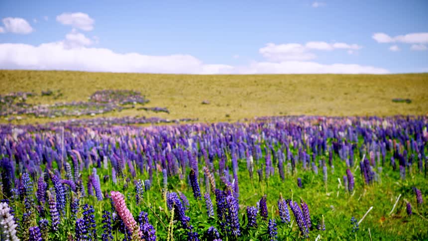 Lavender coves the field on a windy day