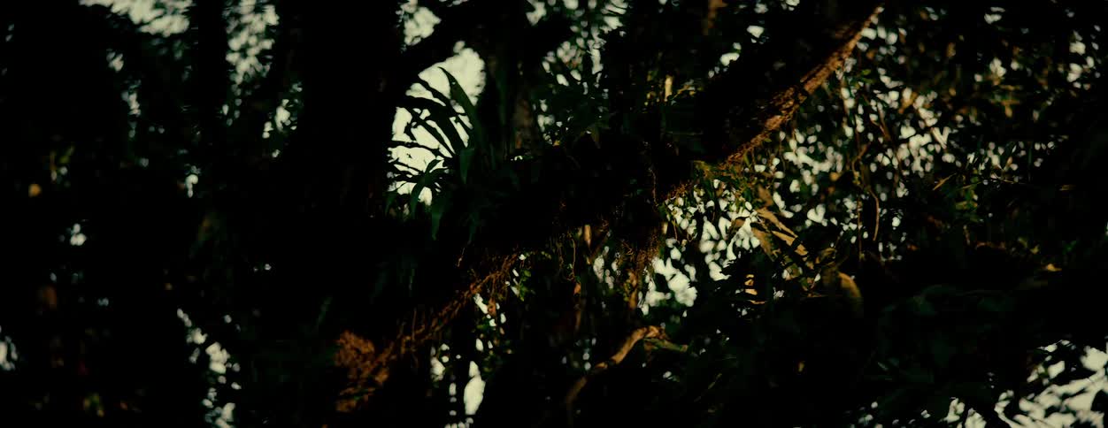 Thick branches and leaves on trees in the forest