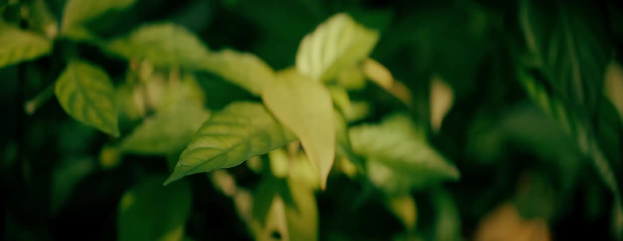 Closeup of sunlight reflection on green leaves of a plant