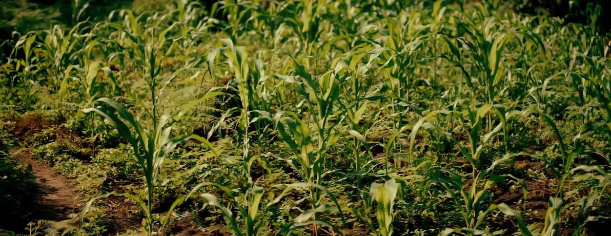 Brown land with green plantation during daytime