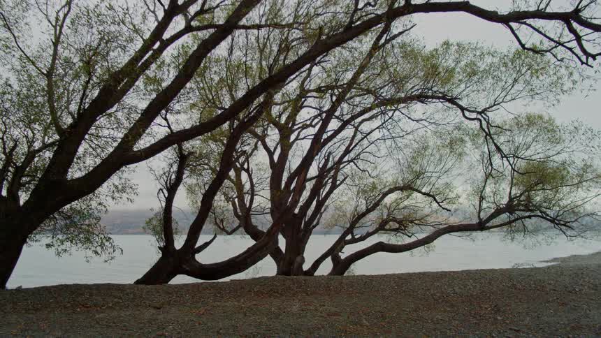 Trees next to a lake with mountains in the background on a cloudy day