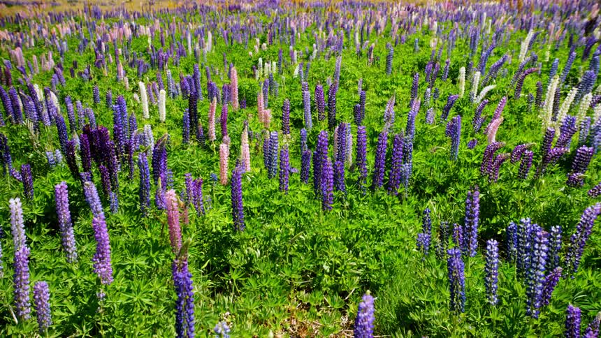 Greenish fields with lupine flowers moving by the force of the air