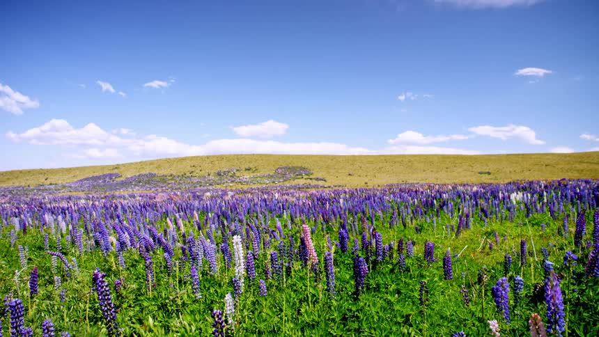 Wildflowers wave in the wind in a field on a cloudy summer day