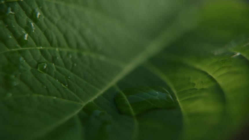 Extreme close up of a green leaf with a water droplet