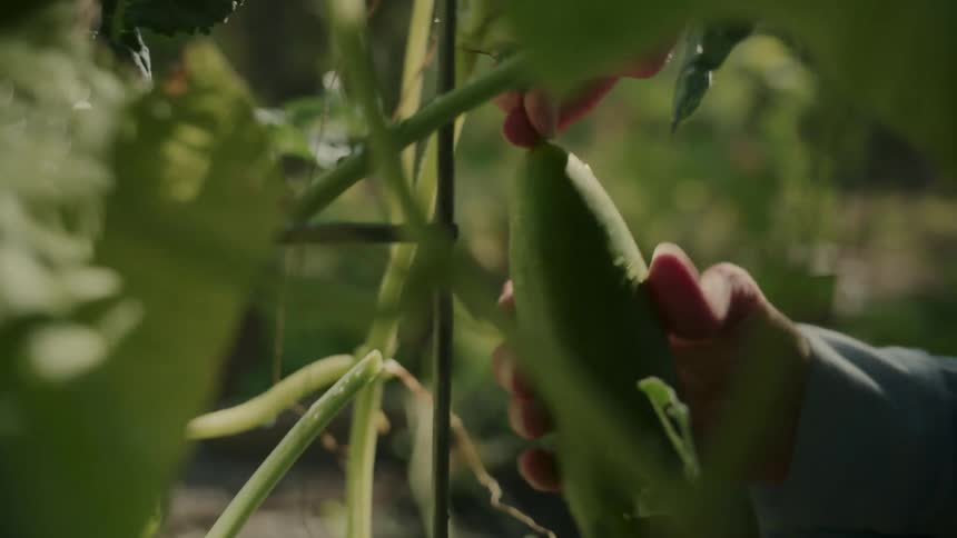 Human hands collecting a green vegetable from a plant