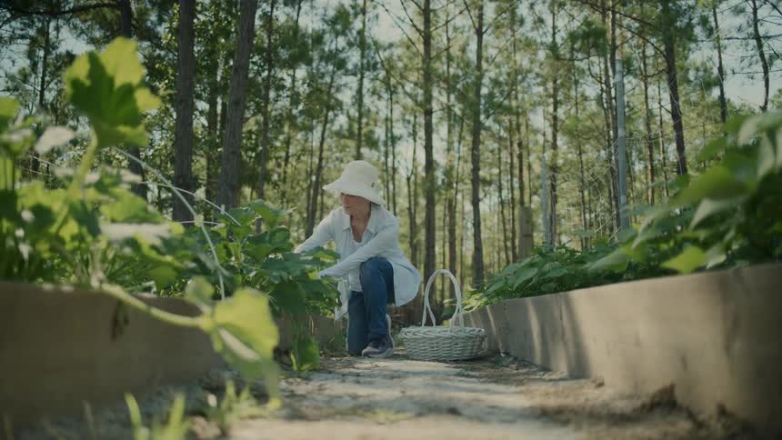 Woman with a hat in a vegetable garden and a basket picking food
