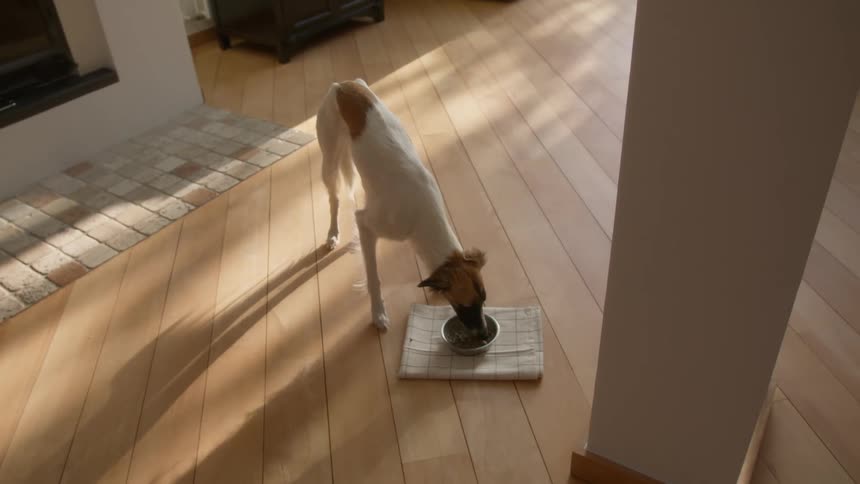 A dog is eating out of its bowl