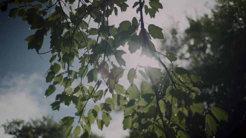 Branches with green flowers and the reflection of sunlight