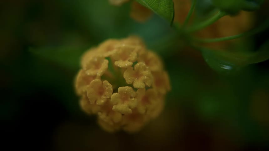 A yellow flower is covered with water