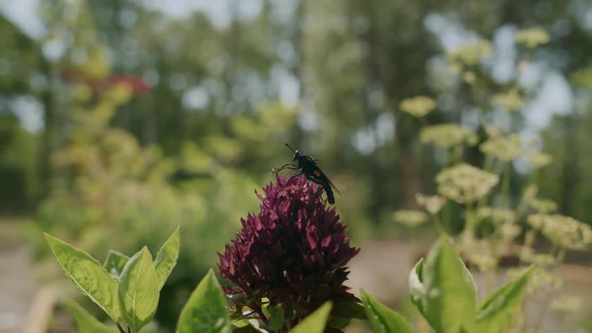 Insect on a purple flower