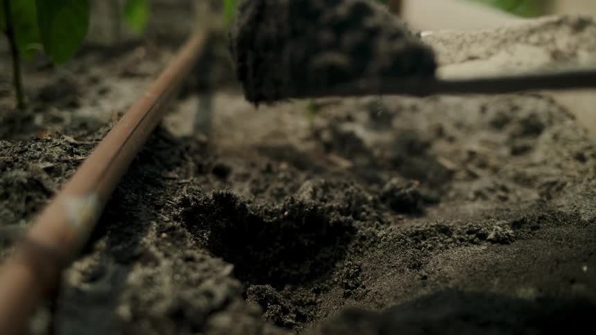 Trowel removing soil from a small vegetable garden