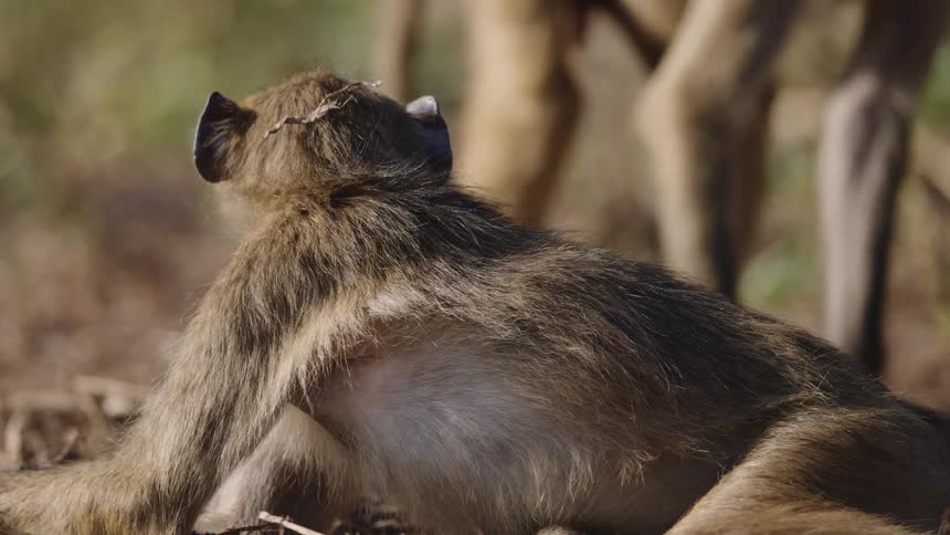 Two monkeys sitting on the ground get alarmed and run away