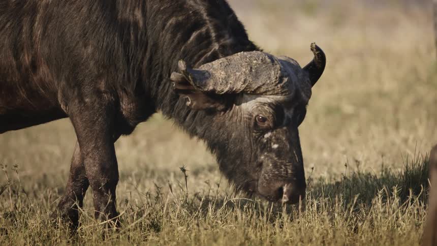 A buffalo is walking in a grassy area and he is sniffing the ground as he walks
