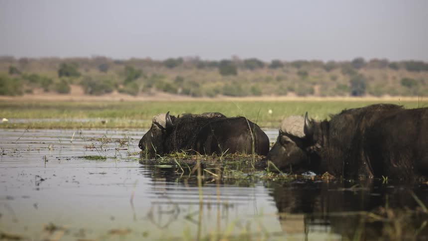 Buffalo are drinking water and eating grass in the swamp