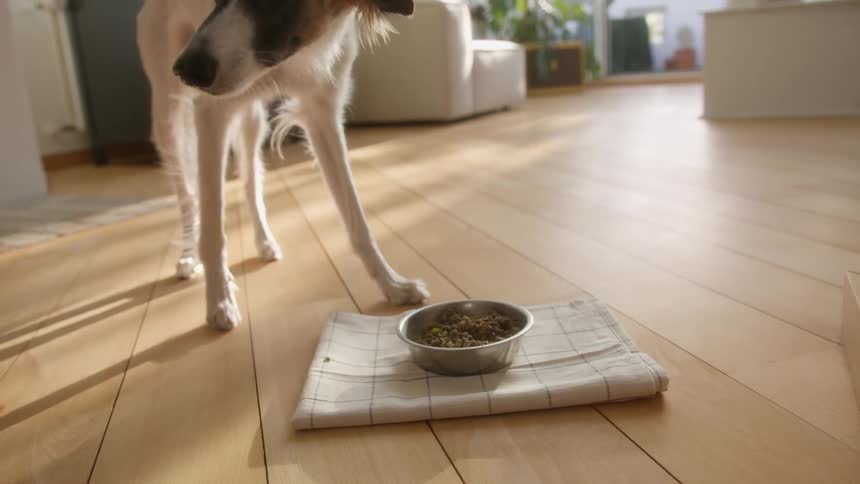 A dog is coming to eat food inside a bowl on top of a cloth in an indoor environment