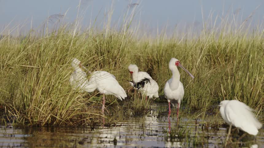Group of white birds with long beaks and red legs in a swamp with tall vegetation