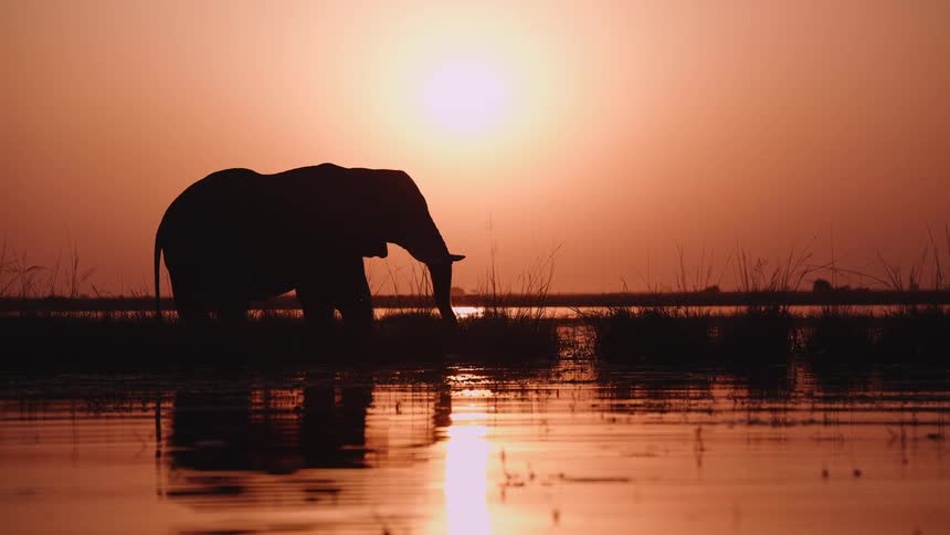 Silhouette of an elephant at sunset eating from a river bank