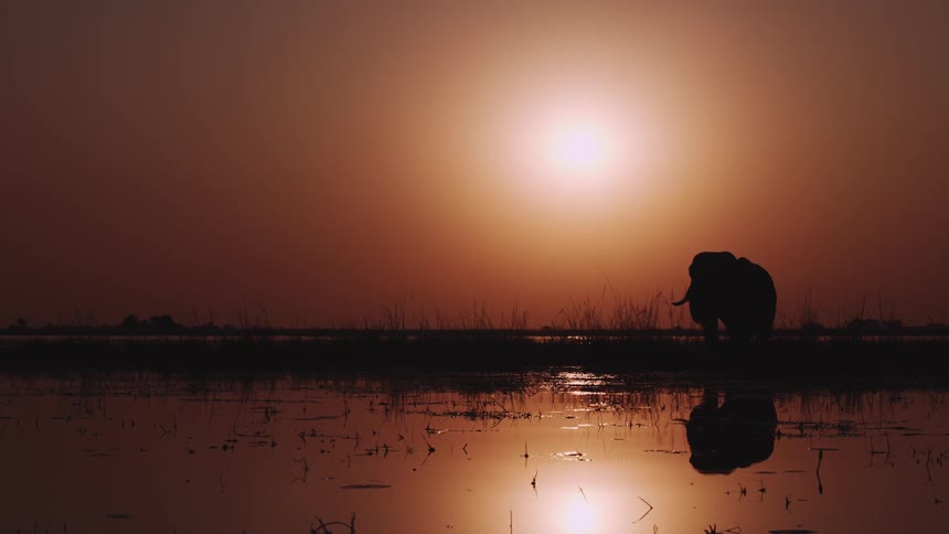 Silhouette of an elephant in a cell on the shore of a lake with the sun reflecting on the horizon and a golden sky