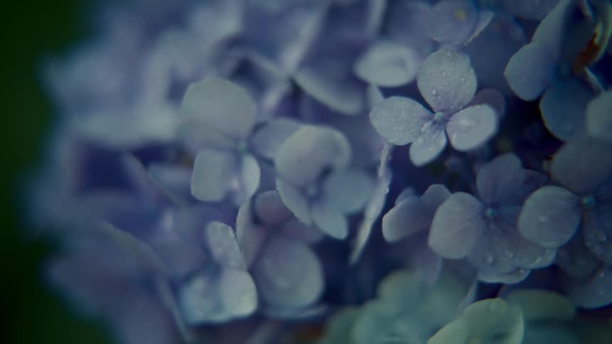 Flowers with purple petals with water droplets