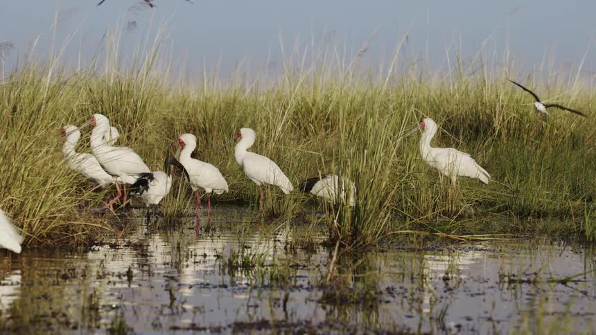 Birds fly and stand in the water by the reeds