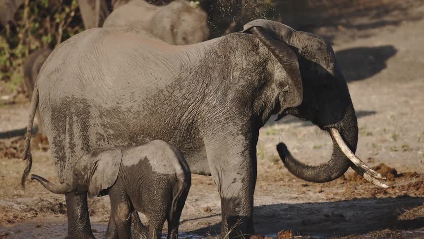 Baby stands next to its mother as she sprays herself with muddy water while another elephant coats itself in dust in the background
