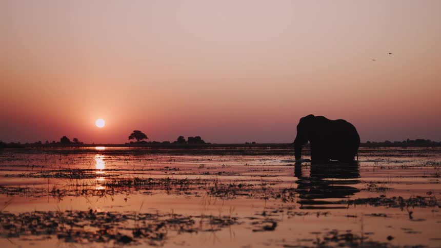 Silhouette of an elephant walking in a lake with an orange sun on the horizon in a jungle